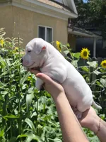 Pocket bully. White/cream in color, a female American Bully for sale in Pueblo, CO – 2 of 10
