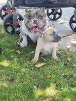 Pocket bully. Brown sable in color, a male American Bully for sale in Pueblo, CO – 4 of 10