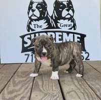 Pocket bully. Brindle in color, a male American Bully for sale in Pueblo, CO – 5 of 10
