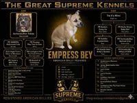 Pocket bully. Brown sable in color, a male American Bully for sale in Pueblo, CO – 10 of 10