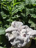 Pocket bully. White/cream in color, a female American Bully for sale in Pueblo, CO – 6 of 10
