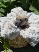 Pocket bully. Brown sable in color, a male American Bully for sale in Pueblo, CO – 7 of 10