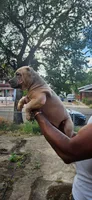 Pocket bully. Brown sable in color, a male American Bully for sale in Pueblo, CO – 5 of 10