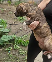 Pocket bully. Brindle in color, a male American Bully for sale in Pueblo, CO – 2 of 10