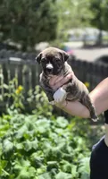 Pocket bully. Brindle in color, a male American Bully for sale in Pueblo, CO – 6 of 10