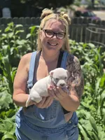Pocket bully. White/cream in color, a female American Bully for sale in Pueblo, CO – 4 of 10