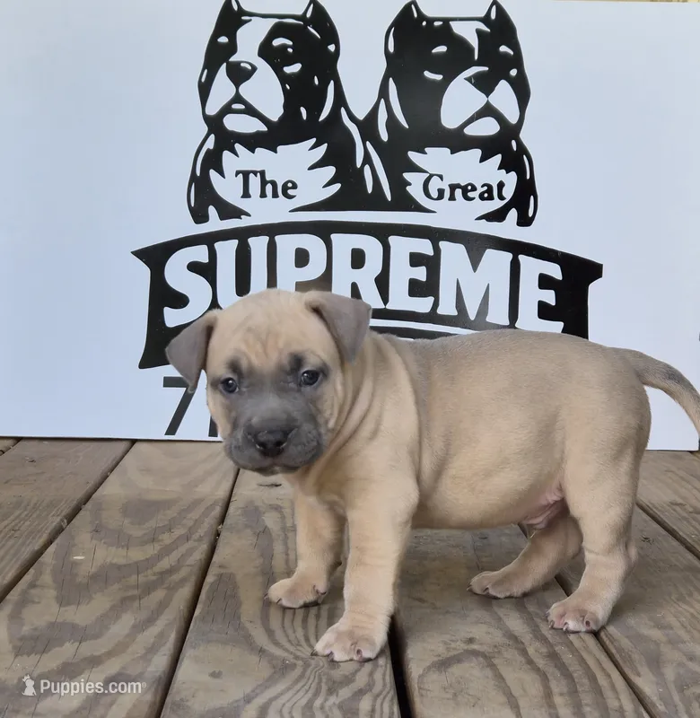 Pocket bully. Brown sable in color – American Bully puppy for sale in Pueblo, CO