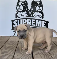 Pocket bully. Brown sable in color, a male American Bully for sale in Pueblo, CO – 1 of 10
