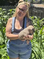 Pocket bully. Brown sable in color, a male American Bully for sale in Pueblo, CO – 6 of 10