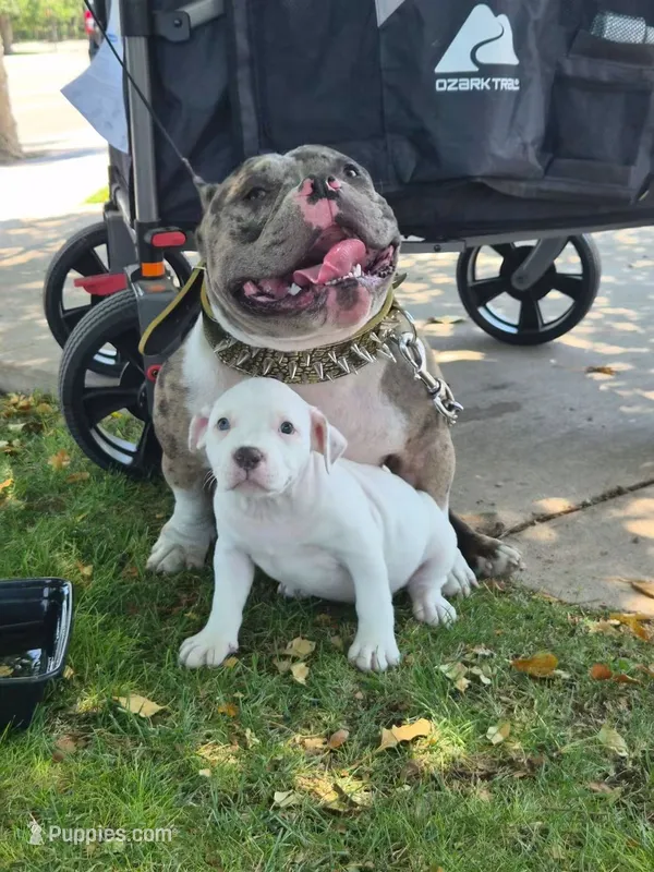 Pocket bully. White/cream in color – American Bully puppy for sale in Pueblo, CO