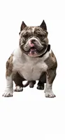 Pocket bully. Brindle in color, a male American Bully for sale in Pueblo, CO – 7 of 10
