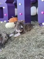 Pocket bully. Brindle in color, a male American Bully for sale in Pueblo, CO – 3 of 10