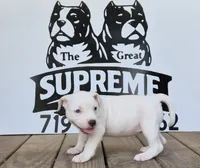 Pocket bully. White/cream in color, a female American Bully for sale in Pueblo, CO – 3 of 10