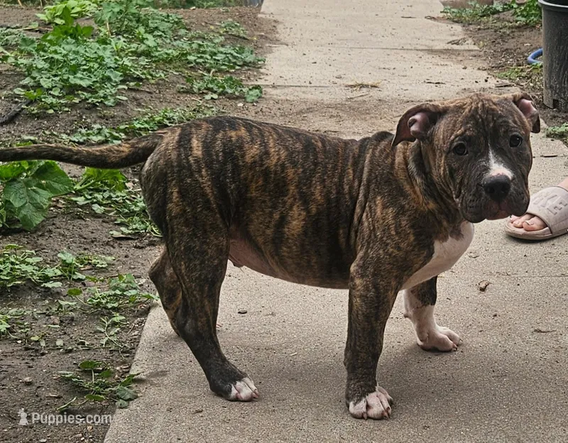 Pocket bully. Brindle in color – American Bully puppy for sale in Pueblo, CO