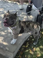 Pocket bully. Brindle in color, a male American Bully for sale in Pueblo, CO – 9 of 10
