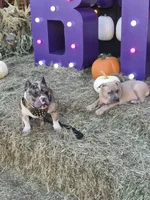 Pocket bully. Brown sable in color, a male American Bully for sale in Pueblo, CO – 2 of 10