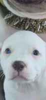 Pocket bully. White/cream in color, a female American Bully for sale in Pueblo, CO – 5 of 10