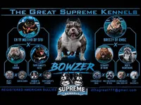 Pocket bully. Brindle in color, a male American Bully for sale in Pueblo, CO – 10 of 10
