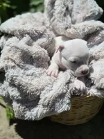 Pocket bully. White/cream in color, a female American Bully for sale in Pueblo, CO – 7 of 10