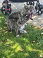 Pocket bully. Brindle in color, a male American Bully for sale in Pueblo, CO – 4 of 10