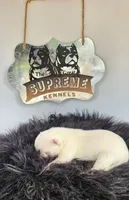 Pocket bully. White/cream in color, a female American Bully for sale in Pueblo, CO – 8 of 10