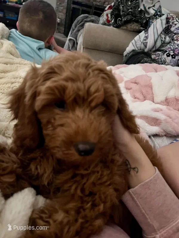 Honey  – Miniature Goldendoodle puppy for sale in Oneonta, AL