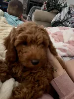 Honey , a female Miniature Goldendoodle for sale in Oneonta, AL – Photo 1 of 3