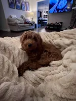 Honey , a female Miniature Goldendoodle for sale in Oneonta, AL – Photo 2 of 3