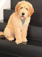 Jack , a male Goldendoodle for sale in Pompano Beach, FL – Photo 3 of 10