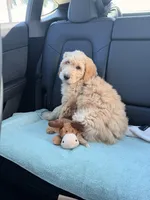 Jack , a male Goldendoodle for sale in Pompano Beach, FL – Photo 8 of 10