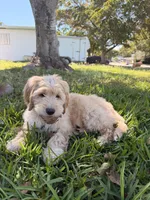 Jack , a male Goldendoodle for sale in Pompano Beach, FL – Photo 7 of 10