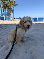 Jack , a male Goldendoodle for sale in Pompano Beach, FL – Photo 6 of 10