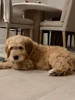 Jack , a male Goldendoodle for sale in Pompano Beach, FL – Photo 10 of 10