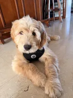 Jack , a male Goldendoodle for sale in Pompano Beach, FL – Photo 1 of 10