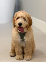 Jack , a male Goldendoodle for sale in Pompano Beach, FL – Photo 4 of 10