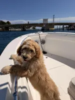 Jack , a male Goldendoodle for sale in Pompano Beach, FL – Photo 2 of 10