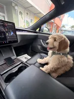 Jack , a male Goldendoodle for sale in Pompano Beach, FL – Photo 9 of 10