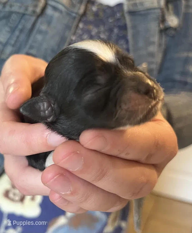 Artemis – Shichon puppy for sale in Jamestown, TN