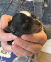 Artemis, a female Shichon for sale in Jamestown, TN – Photo 1 of 2