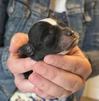 Artemis, a female Shichon for sale in Jamestown, TN – Photo 2 of 2