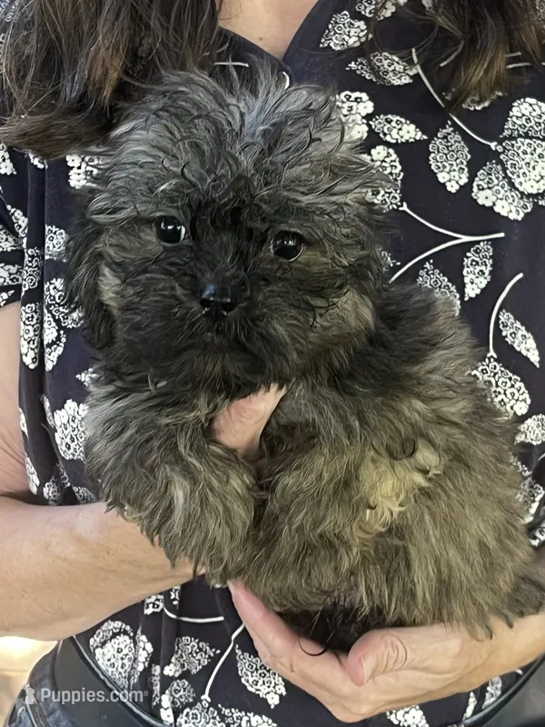 Apollo – Shichon puppy for sale in Jamestown, TN