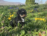 Lulu, a female Shihpoo for sale in Jamestown, TN – 3 of 4