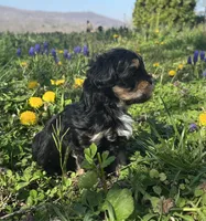 Lulu, a female Shihpoo for sale in Jamestown, TN – 2 of 4