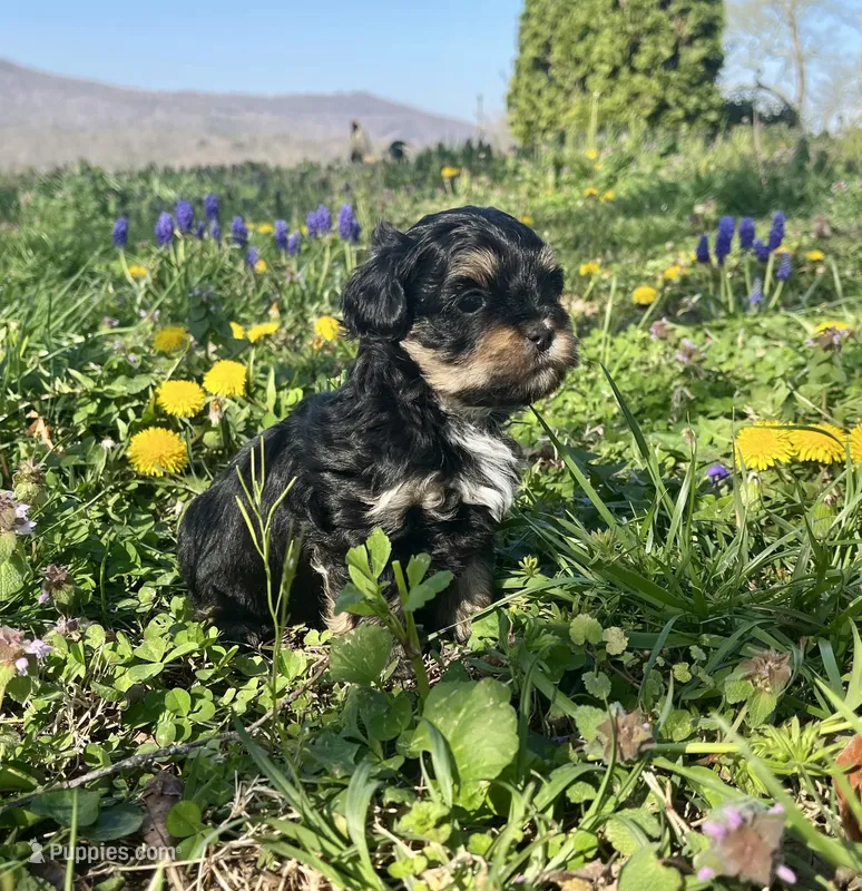 Lulu – Shihpoo puppy for sale in Jamestown, TN