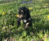 Lulu, a female Shihpoo for sale in Jamestown, TN – 4 of 4
