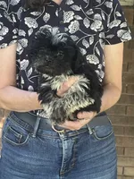Artemis, a female Shichon for sale in Jamestown, TN – 2 of 4