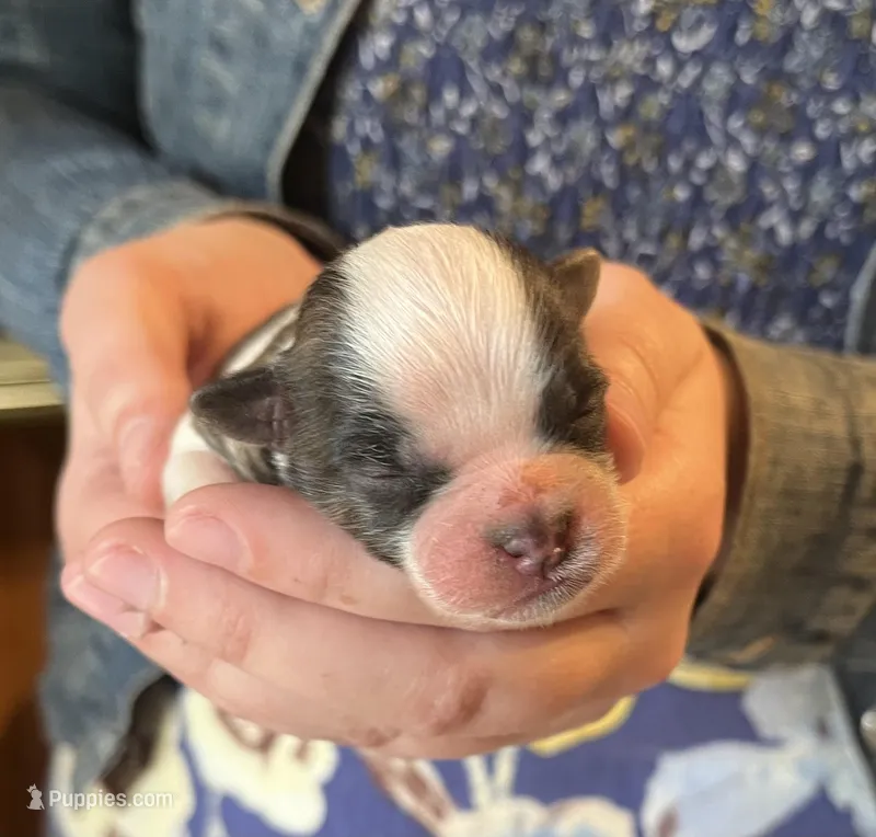 Astro – Shichon puppy for sale in Jamestown, TN