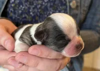 Astro, a male Shichon for sale in Jamestown, TN – Photo 3 of 3