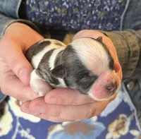 Astro, a male Shichon for sale in Jamestown, TN – Photo 2 of 3