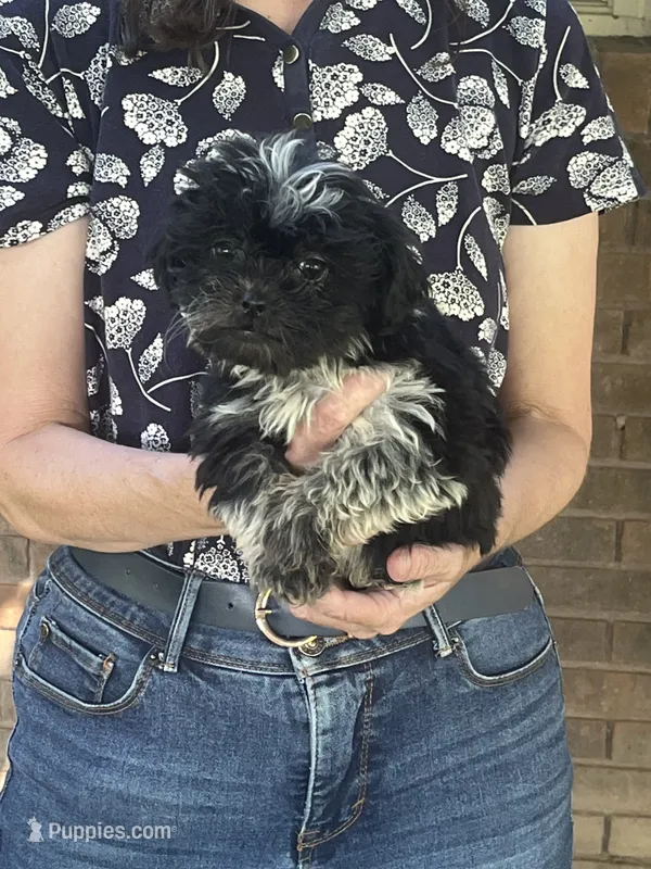 Artemis – Shichon puppy for sale in Jamestown, TN